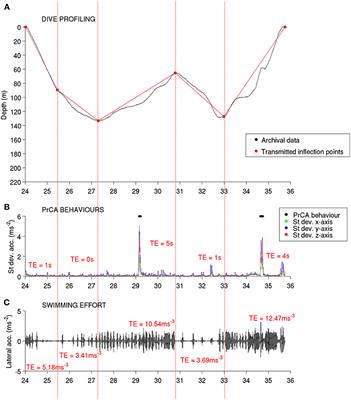 Validation of Dive Foraging Indices Using Archived and Transmitted Acceleration Data: The Case of the Weddell Seal